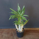 P.グラキリス（実生）433