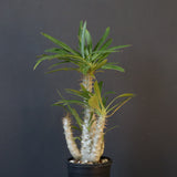 P.グラキリス（実生）433