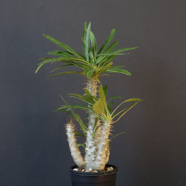 P.グラキリス（実生）433