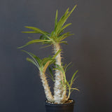 P.グラキリス（実生）433