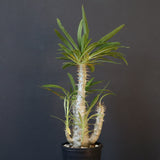 P.グラキリス（実生）433