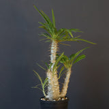 P.グラキリス（実生）433