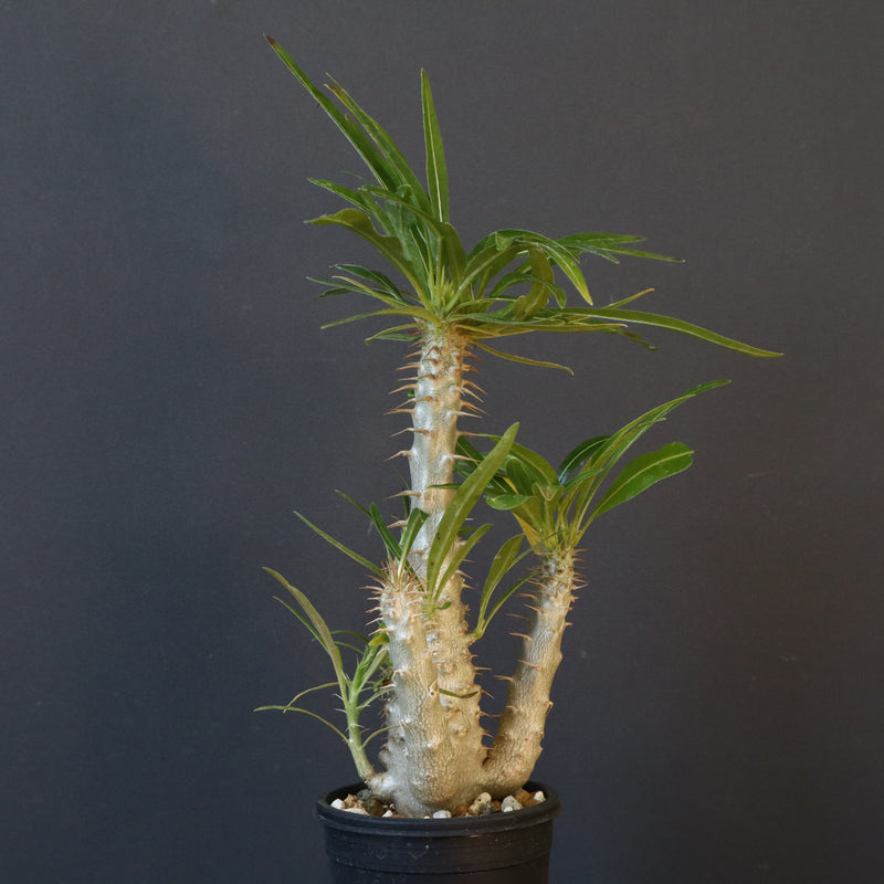 P.グラキリス（実生）433