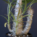 P.グラキリス（実生）433