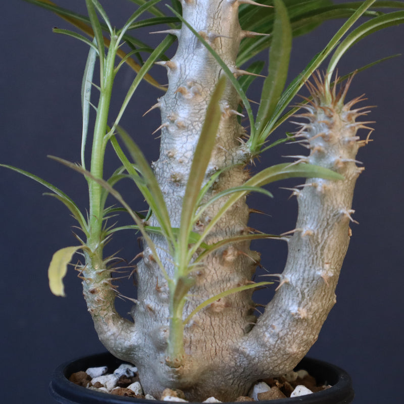 P.グラキリス（実生）433