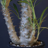 P.グラキリス（実生）433