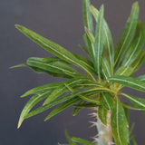 P.グラキリス（実生）433