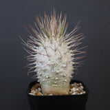 P.ナマクアナム(実生) 65　※未発根株