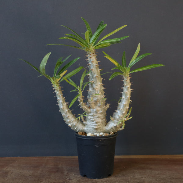 P.グラキリス(実生)322 – TaiShoDo ONLINE SHOP P.グラキリス(実生)322 – TaiShoDo ONLINE SHOP