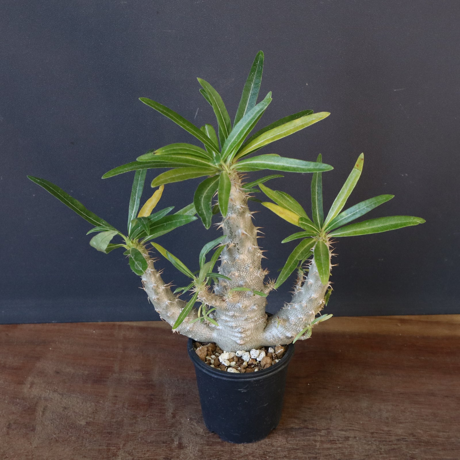 P.グラキリス（実生）322 – TaiShoDo ONLINE SHOP