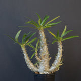 P.グラキリス（実生）322