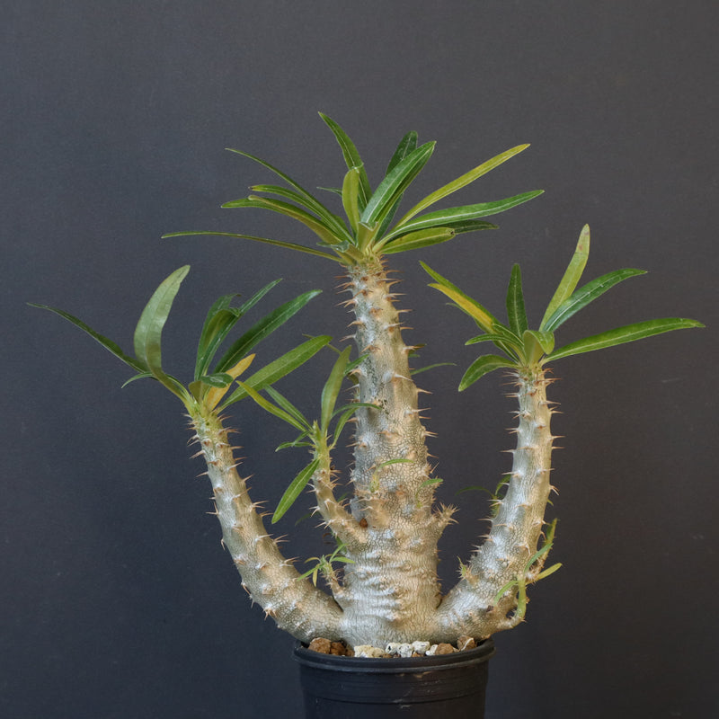 P.グラキリス（実生）322