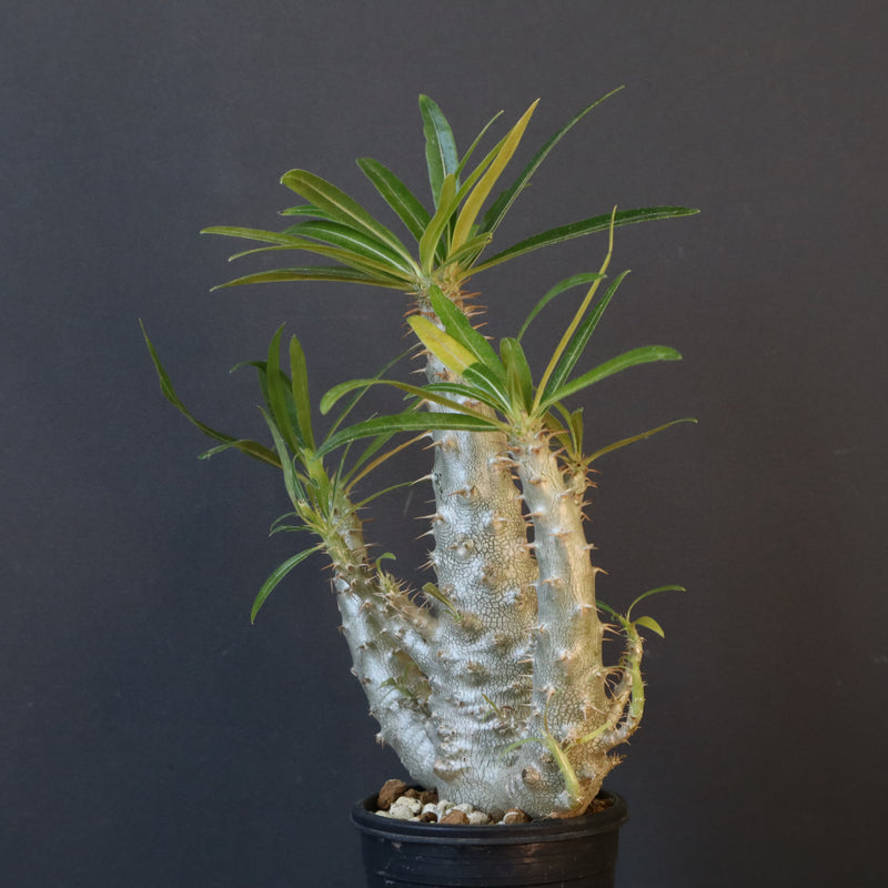 P.グラキリス（実生）322