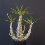 P.グラキリス（実生）322