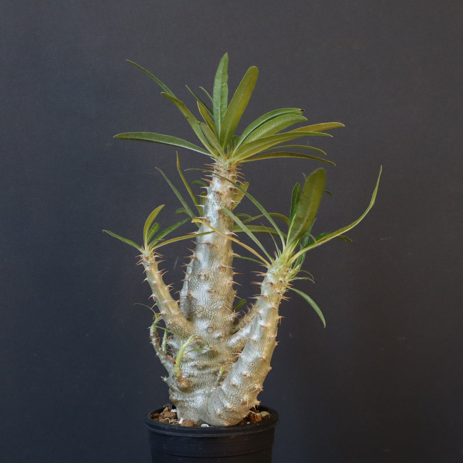 P.グラキリス（実生）322 – TaiShoDo ONLINE SHOP