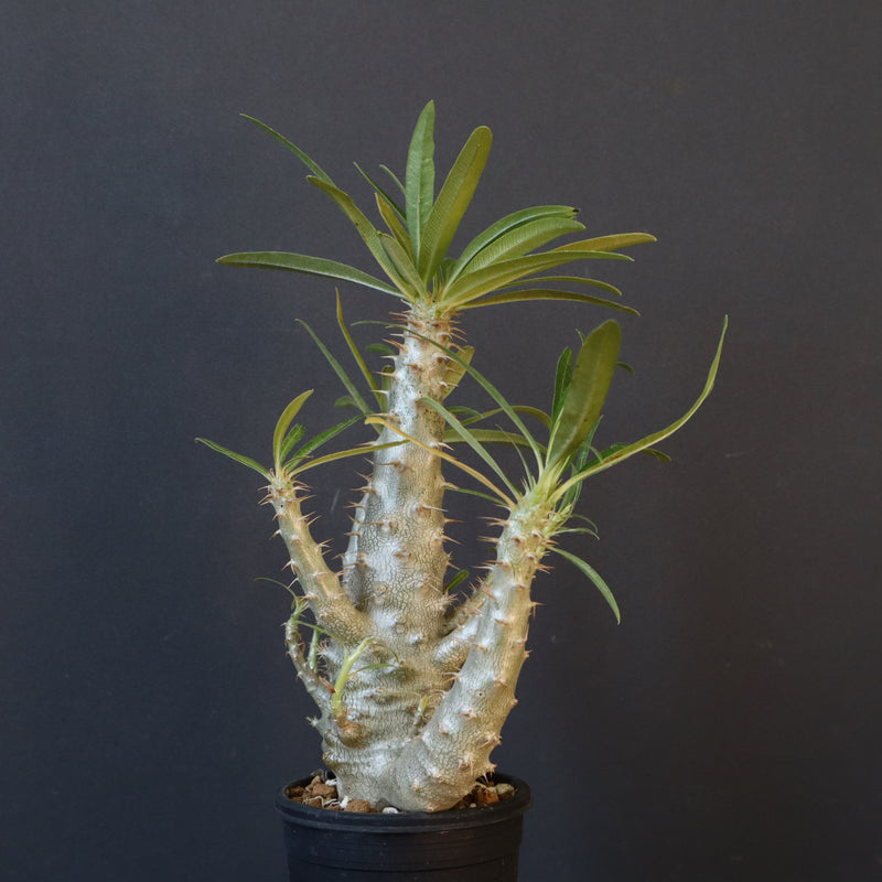 P.グラキリス（実生）322