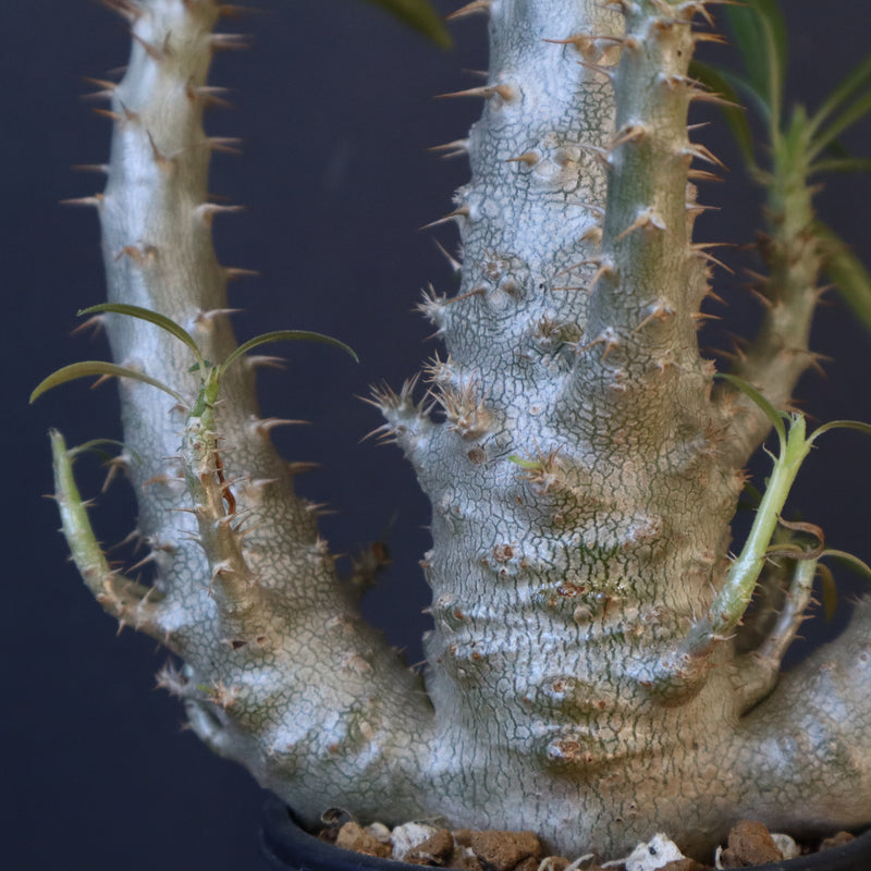 P.グラキリス（実生）322