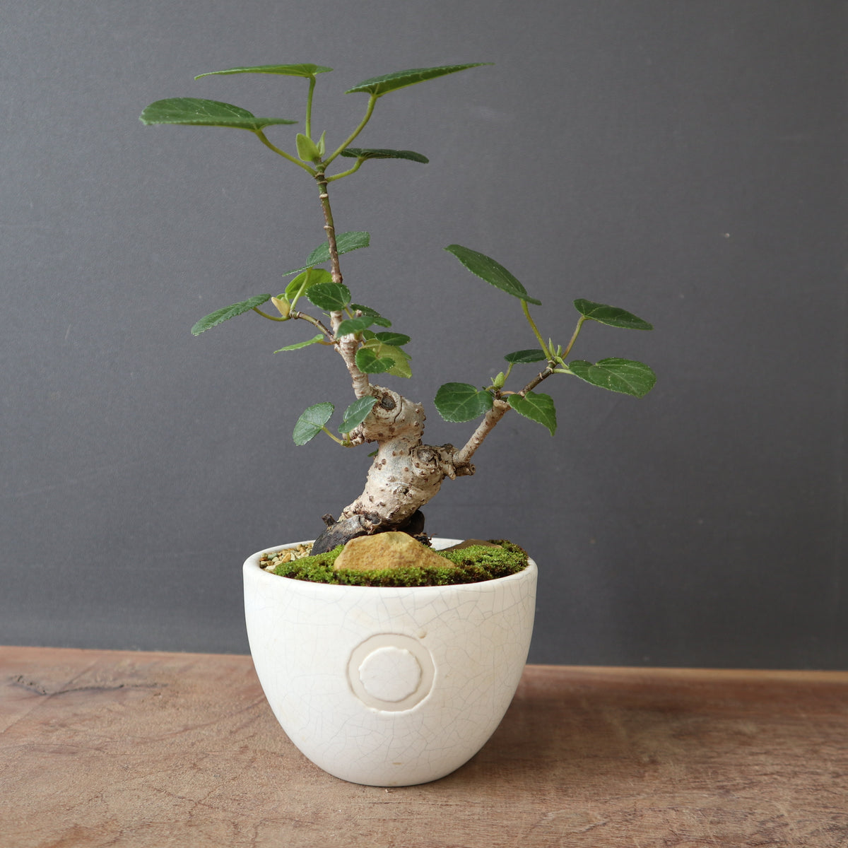 塊根植物 – 14ページ目 – TaiShoDo ONLINE SHOP