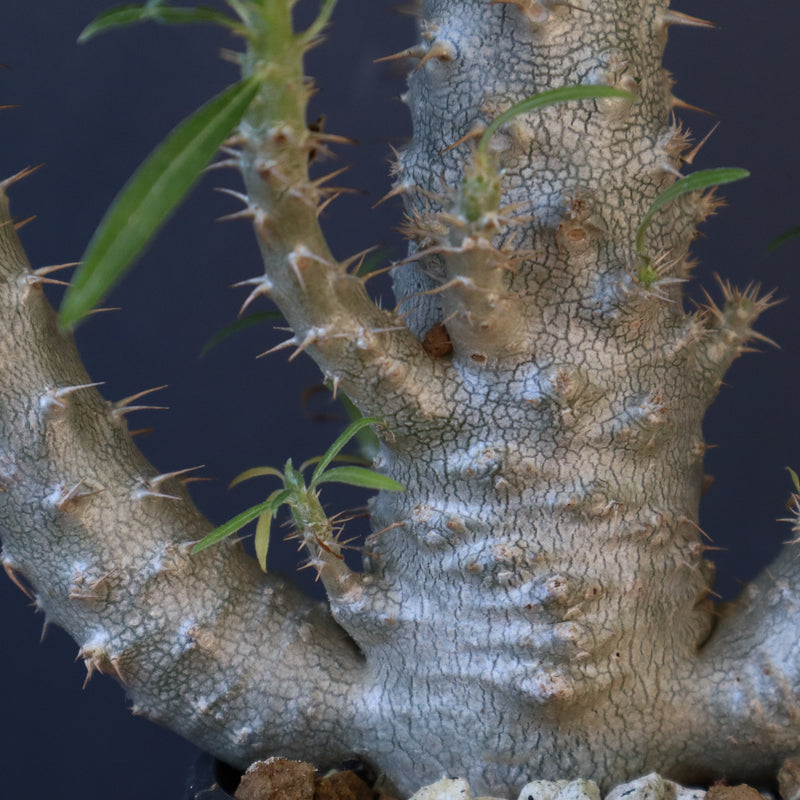 P.グラキリス（実生）322