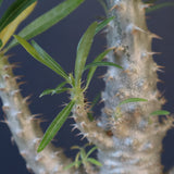 P.グラキリス（実生）322