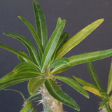 P.グラキリス（実生）322