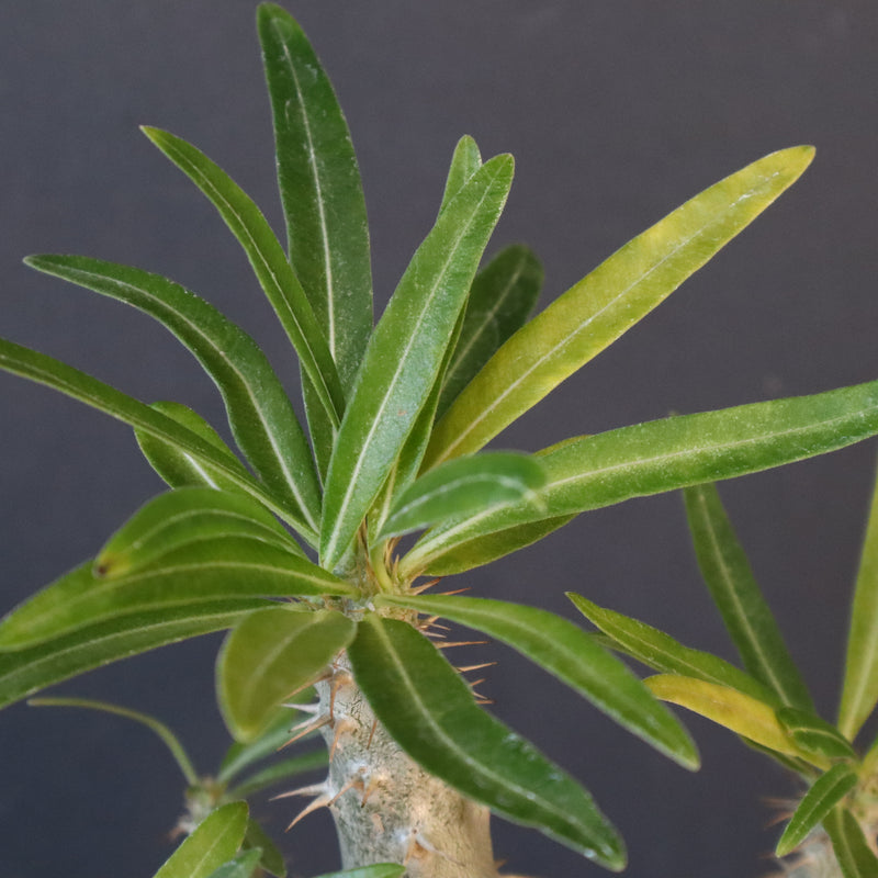 P.グラキリス（実生）322