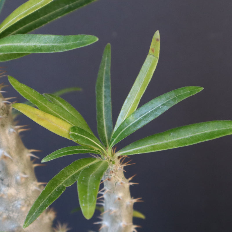 P.グラキリス（実生）322