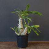 P.グラキリス（実生）303