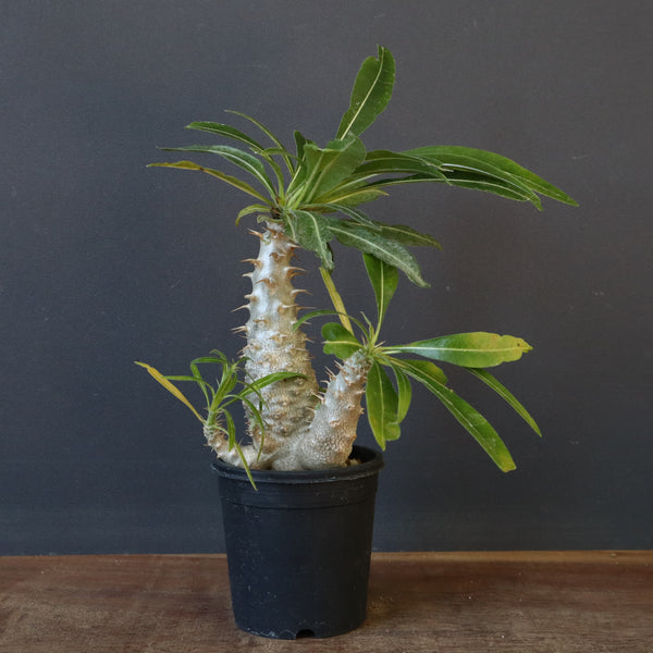 P.グラキリス（実生）303