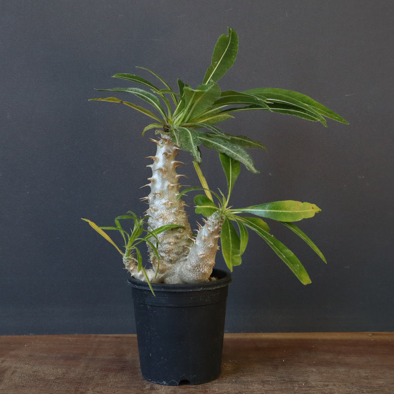 P.グラキリス（実生）303