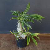 P.グラキリス（実生）303