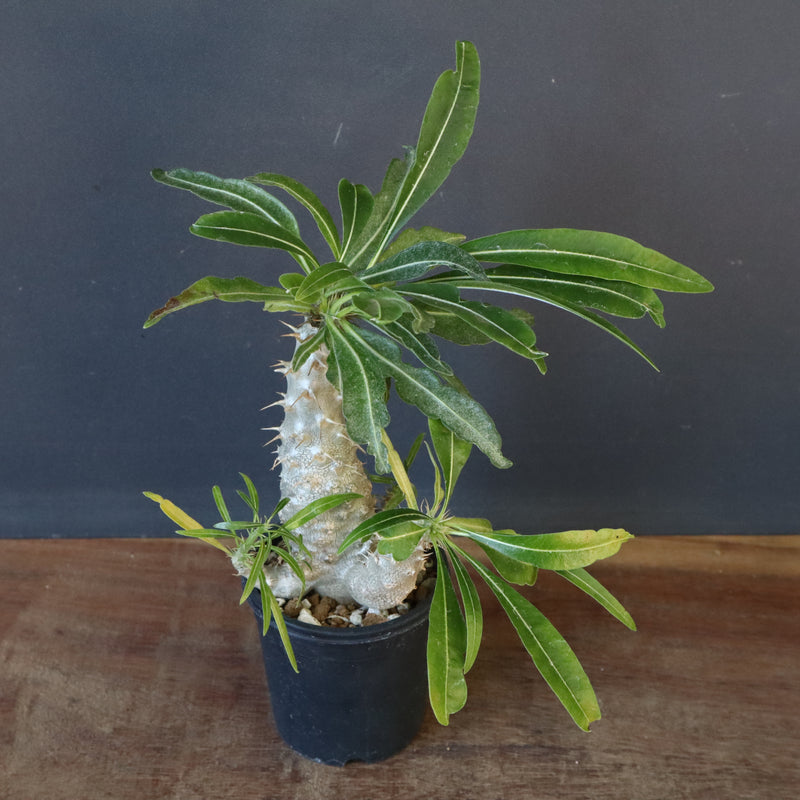 P.グラキリス（実生）303