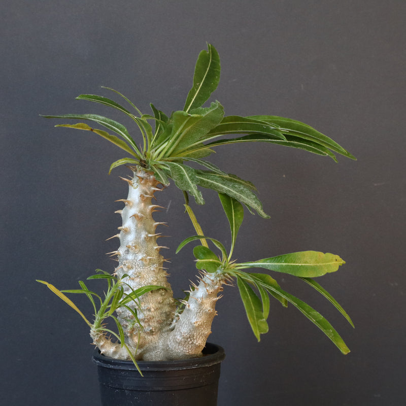 P.グラキリス（実生）303