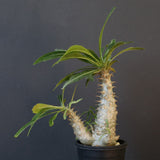 P.グラキリス（実生）303