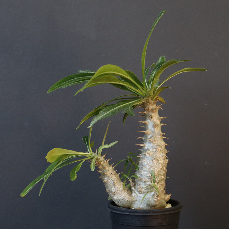 P.グラキリス（実生）303