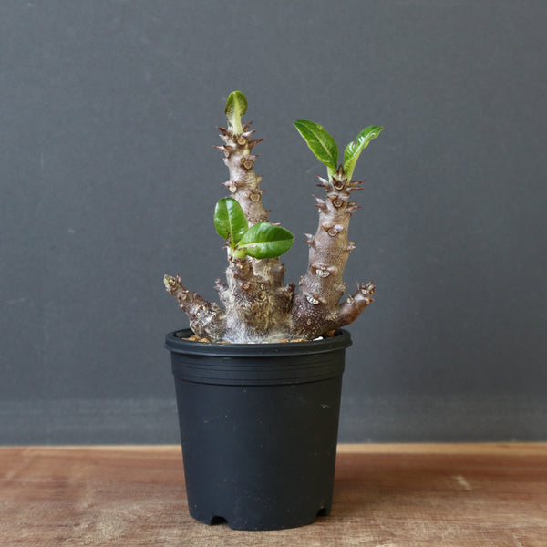塊根植物 – 2ページ目 – TaiShoDo ONLINE SHOP