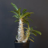 P.グラキリス（実生）303