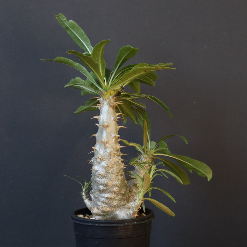 P.グラキリス（実生）303