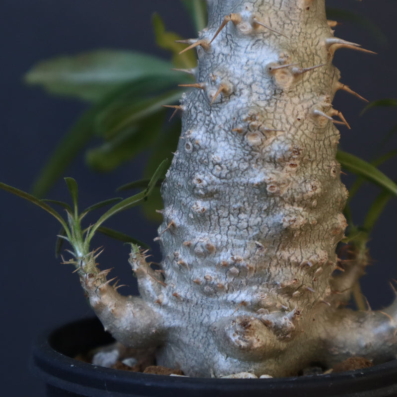 P.グラキリス（実生）303