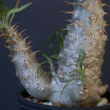 P.グラキリス（実生）303