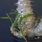 P.グラキリス（実生）303