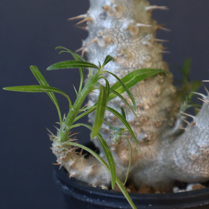 P.グラキリス（実生）303