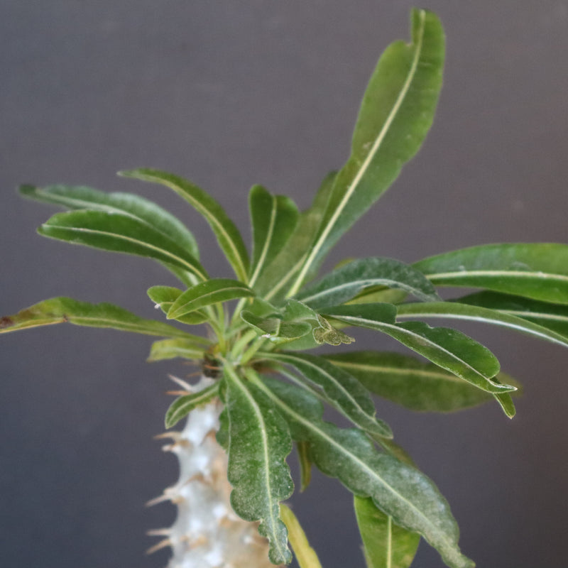 P.グラキリス（実生）303