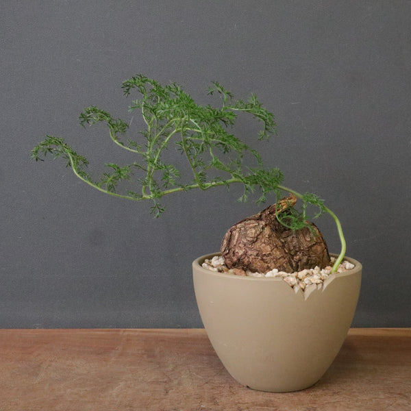 新商品 – 2ページ目 – TaiShoDo ONLINE SHOP