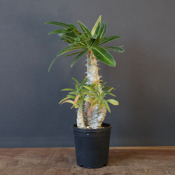 P.グラキリス（実生）296