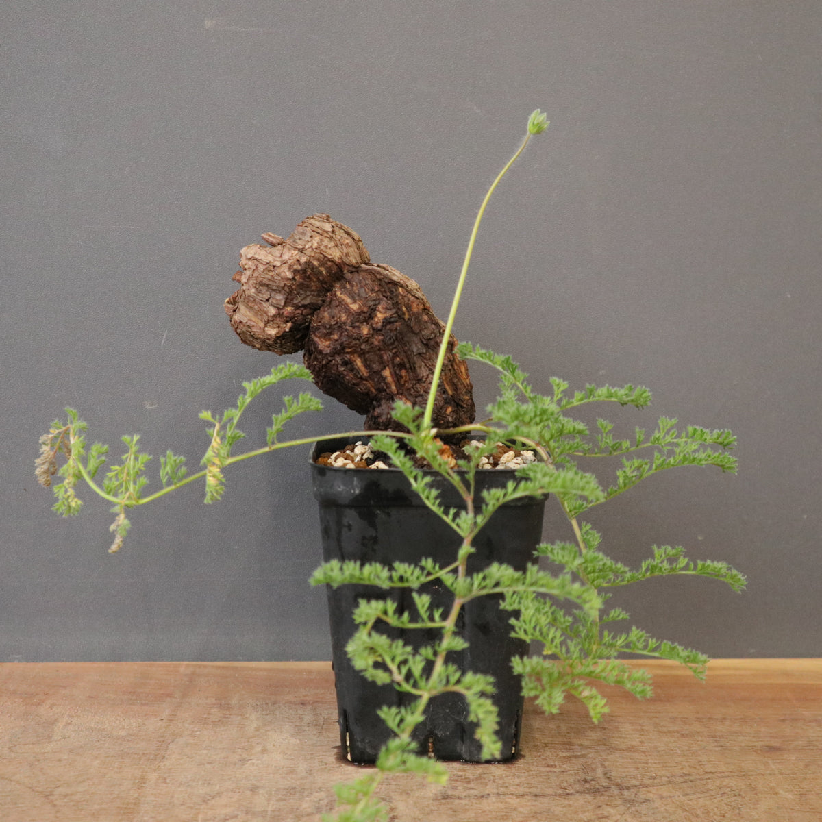 塊根植物 – 18ページ目 – TaiShoDo ONLINE SHOP