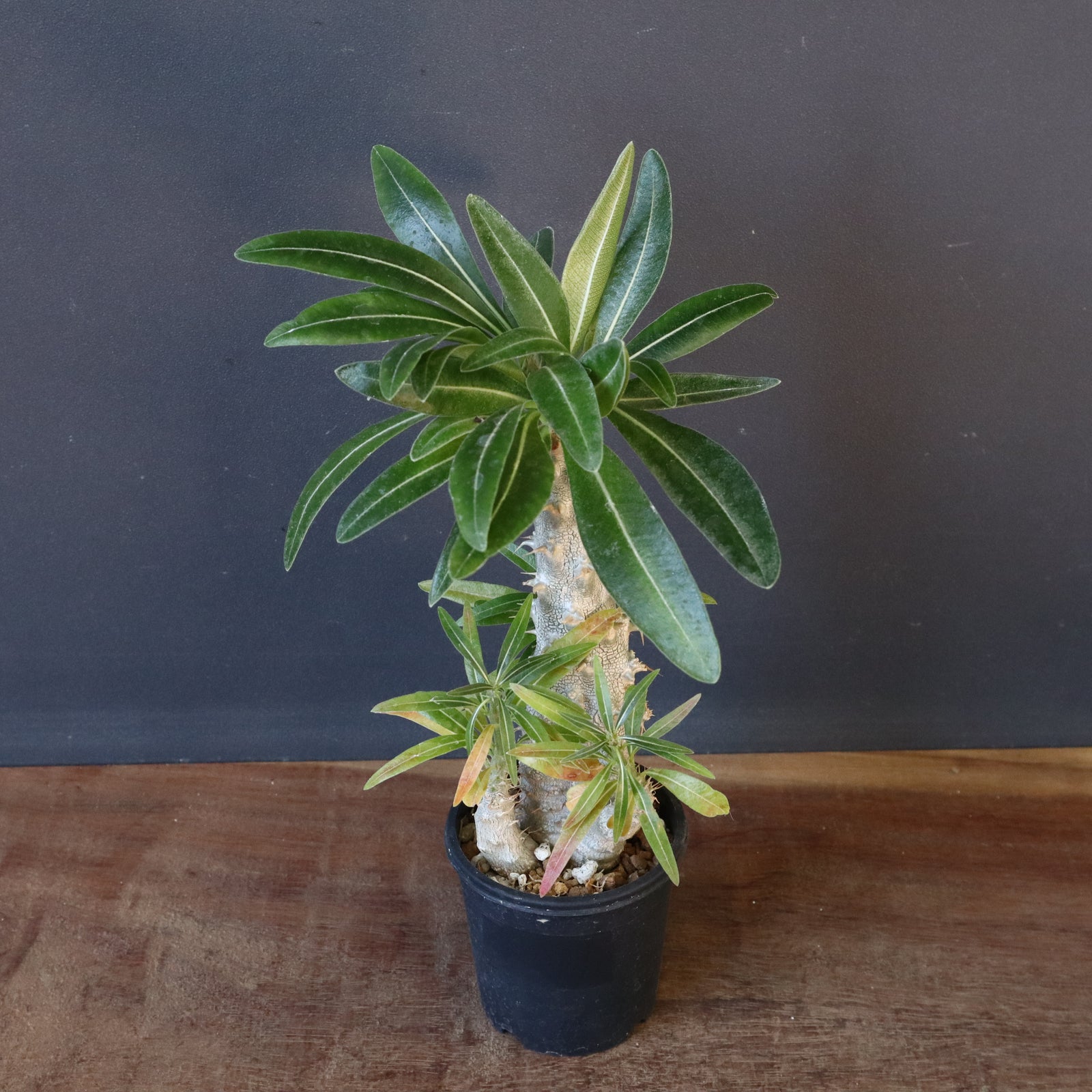 P.グラキリス（実生）296 – TaiShoDo ONLINE SHOP