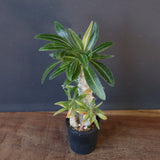 P.グラキリス（実生）296