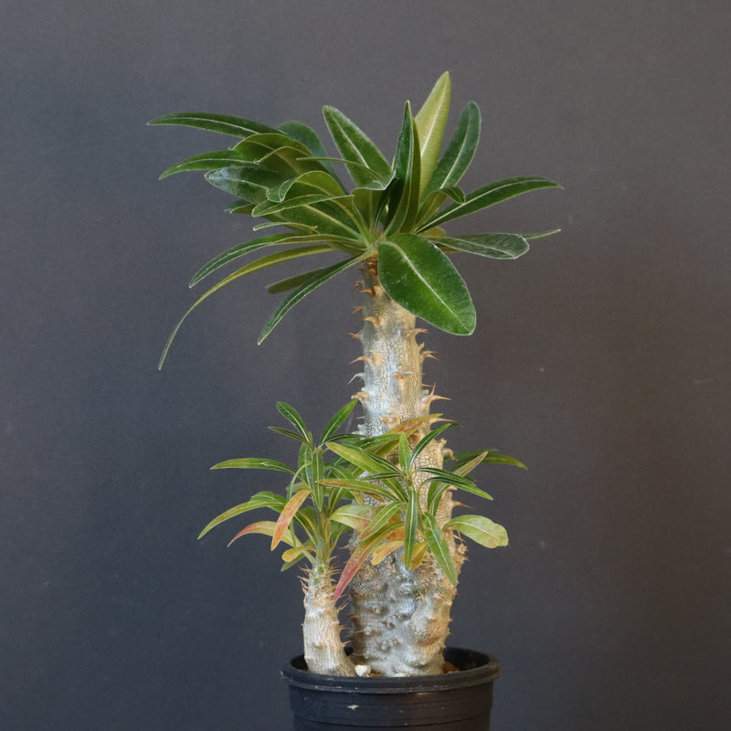 P.グラキリス（実生）296