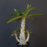 P.グラキリス（実生）296